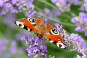 peacock-butterfly-3482707_640
