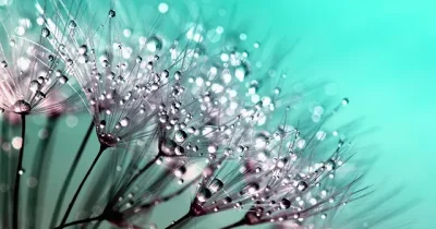 dandelion-445228_640