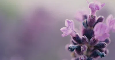 pexels-photo-1196312