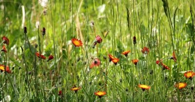 pointed-flower-1420072_640