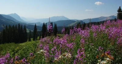 wildflower-1582625_640